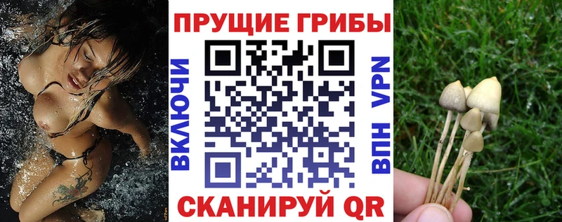 Галлюциногенные грибы Cubensis  Хадыженск 